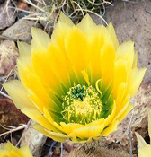 Cactus flower